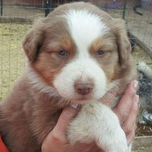 Meet your Posher, Dolly